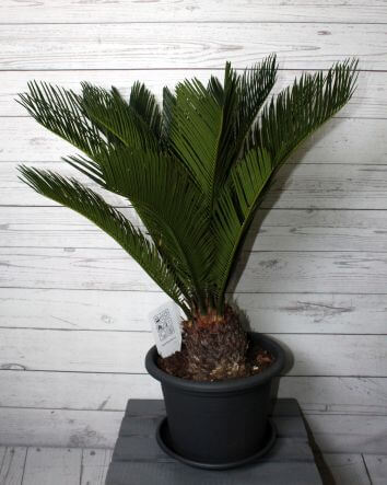 Цикас поникающий