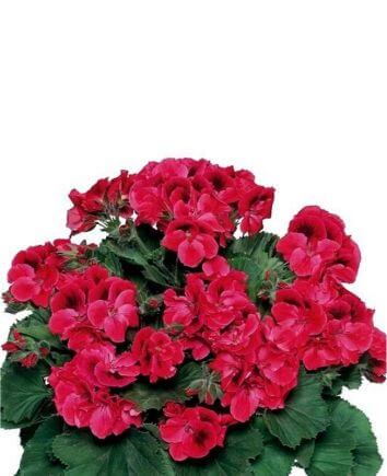 Пеларгония бордовая