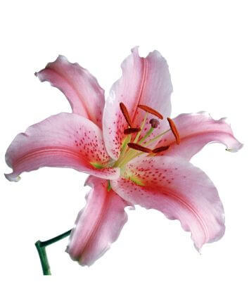 Букет "Тайный поклонник"