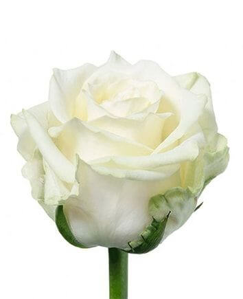 Букет из роз в конусе