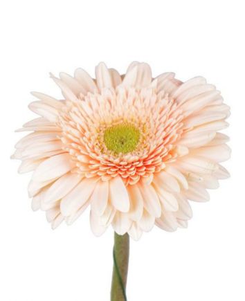 Букет "Нежность рассвета"