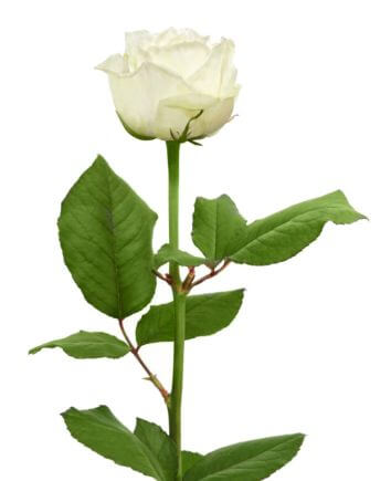 Композиция "Предложение"