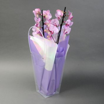 Фаленопсис белая в сумочке