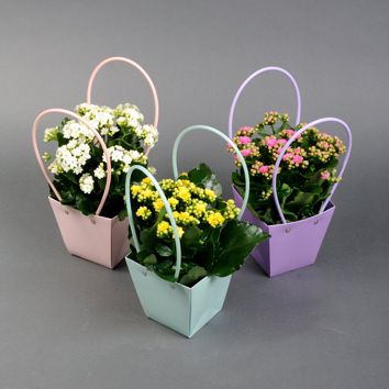 Каланхоэ в сумочке