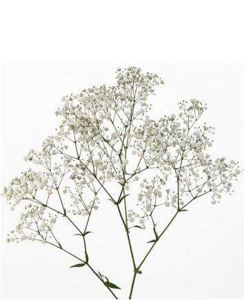 Buchet de trandafiri la con