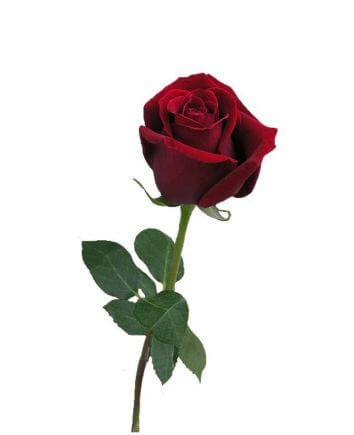 Букет из 33 голландских роз 70 см