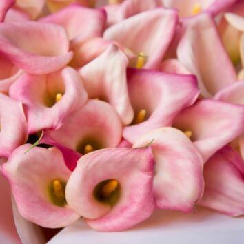 Букет из розовых калл