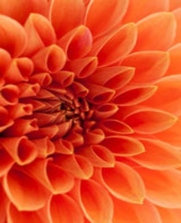 Букет из оранжевых георгин