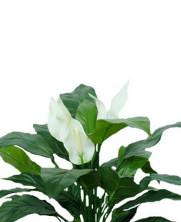 Спатифиллум