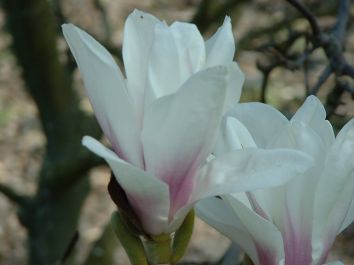 Магнолия Суланжа