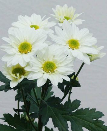 Композиция "Детский восторг"