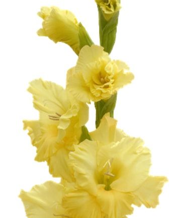 Букет с желтыми гладиолусами