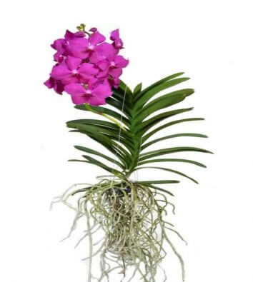 Орхидея Ванда Pink