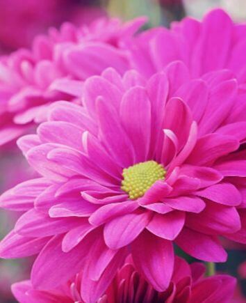 Композиция "Детский восторг"