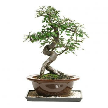 Plant "Bonsai"