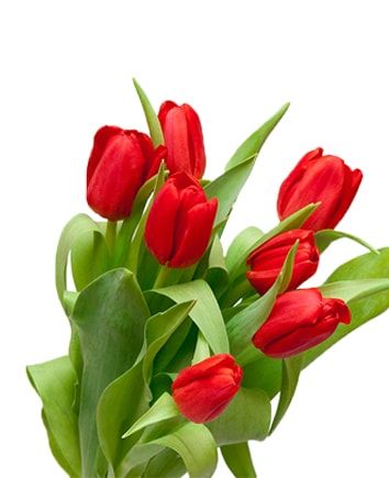 Тюльпаны "Романтика", в коробке