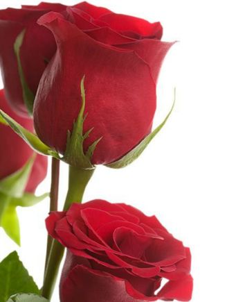 101 red roses in a box