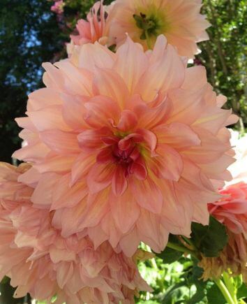 Ассорти из свежих георгин