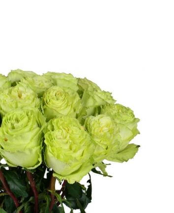 Зеленые розы