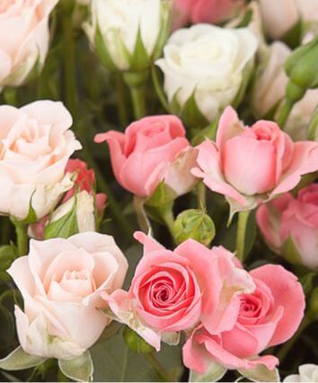 букет из 55 белых и розовых кустовых роз