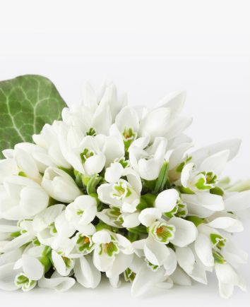 Букет подснежников