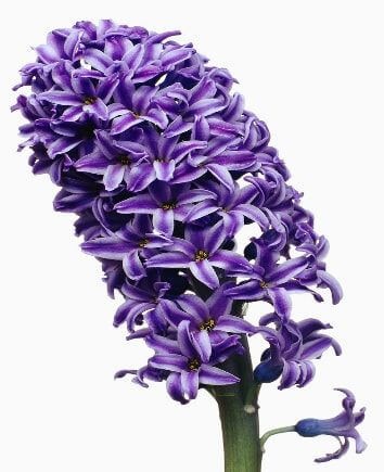 Корзина "Поцелуй"