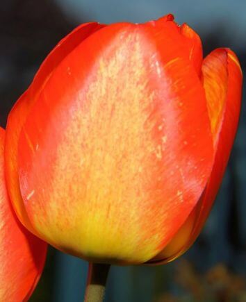 Корзина "Красочные сны"