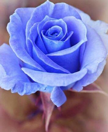 Букет из 39 синих роз