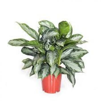 Растение "Аглаонема"