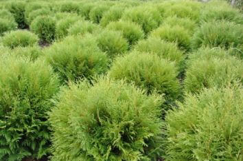 Туя западная Вудварди