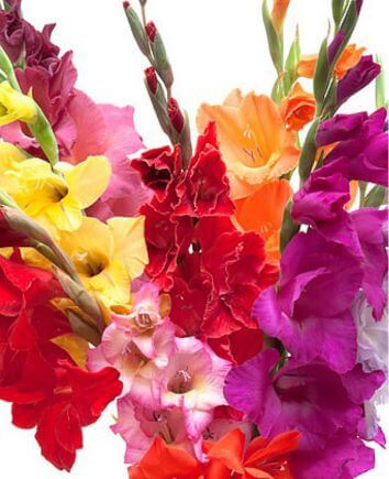 Букет с разноцветными гладиолусами