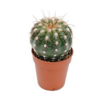 Растение "Кактус"