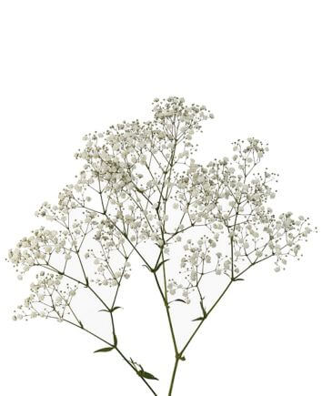 Композиция "Солнышко"