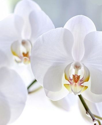 Орхидея Фаленопсис белая