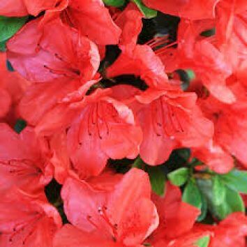 Азалия Японская Гейша Ориндж