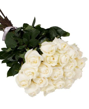White roses 120 cm
