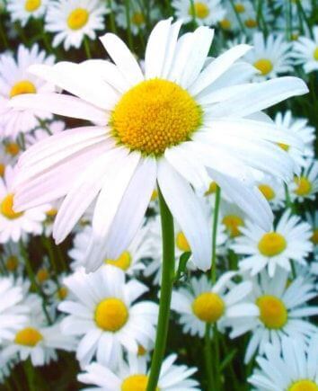 Букет из ромашек в конусе