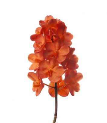 Орхидея Ванда Mandarin