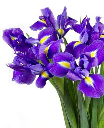 Букет из ирисов в конусе