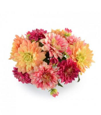 Ассорти из свежих георгин