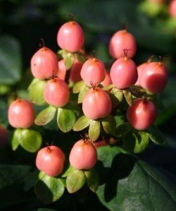 Зверобой непахучий Мэджикал Бьюти/ Колмбо