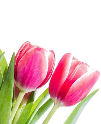 Корзина "Красочные сны"