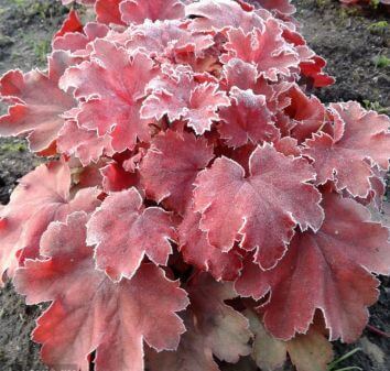 Гейхера Черри Кола