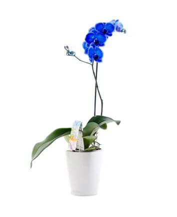 Орхидея Фаленопсис Синяя