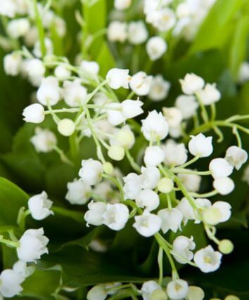 Букет "Ландышей"