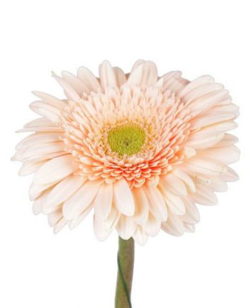 Букет "Крем Брюле"