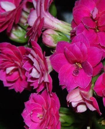 Каланхоэ бордовый