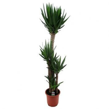 Юкка большая