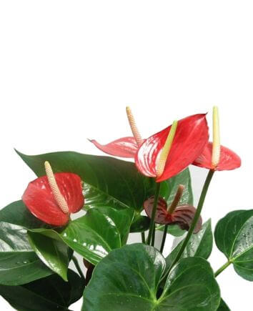 Антуриум обыкновенный