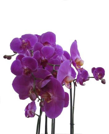 4 ветки орхидей в одном горшке